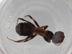  ( - BIOUG85541-F12)  @11 [ ] CreativeCommons - Attribution (2022) Centre for Biodiversity Genomics Centre for Biodiversity Genomics