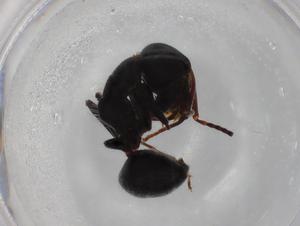  ( - BIOUG85541-G02)  @11 [ ] CreativeCommons - Attribution (2022) Centre for Biodiversity Genomics Centre for Biodiversity Genomics