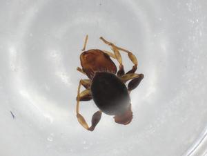  ( - BIOUG85542-C12)  @11 [ ] CreativeCommons - Attribution (2022) Centre for Biodiversity Genomics Centre for Biodiversity Genomics