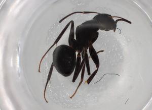  ( - BIOUG85543-A09)  @11 [ ] CreativeCommons - Attribution (2022) Centre for Biodiversity Genomics Centre for Biodiversity Genomics