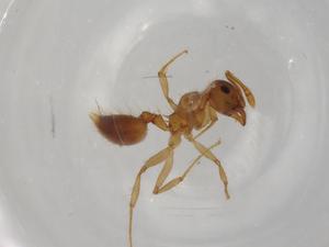  ( - BIOUG85543-H01)  @11 [ ] CreativeCommons - Attribution (2022) Centre for Biodiversity Genomics Centre for Biodiversity Genomics