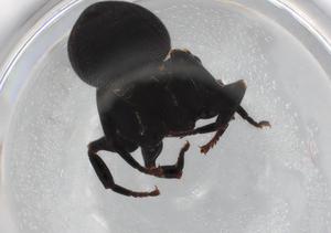  ( - BIOUG85544-C06)  @11 [ ] CreativeCommons - Attribution (2022) Centre for Biodiversity Genomics Centre for Biodiversity Genomics