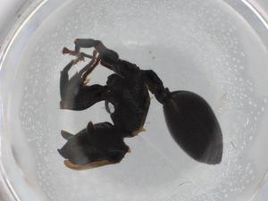  ( - BIOUG85544-C08)  @11 [ ] CreativeCommons - Attribution (2022) Centre for Biodiversity Genomics Centre for Biodiversity Genomics