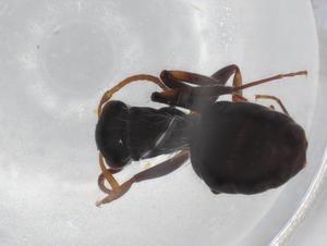  ( - BIOUG85544-C11)  @11 [ ] CreativeCommons - Attribution (2022) Centre for Biodiversity Genomics Centre for Biodiversity Genomics