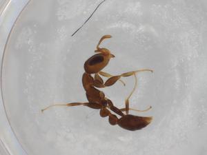  ( - BIOUG87001-B07)  @11 [ ] CreativeCommons - Attribution (2022) Centre for Biodiversity Genomics Centre for Biodiversity Genomics