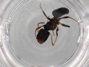  ( - BIOUG87001-F01)  @11 [ ] CreativeCommons - Attribution (2022) Centre for Biodiversity Genomics Centre for Biodiversity Genomics