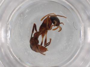  ( - BIOUG87001-F11)  @11 [ ] CreativeCommons - Attribution (2022) Centre for Biodiversity Genomics Centre for Biodiversity Genomics