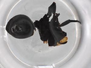  ( - BIOUG87002-A04)  @11 [ ] CreativeCommons - Attribution (2022) Centre for Biodiversity Genomics Centre for Biodiversity Genomics