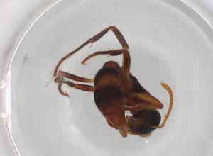  ( - BIOUG87002-B08)  @11 [ ] CreativeCommons - Attribution (2022) Centre for Biodiversity Genomics Centre for Biodiversity Genomics