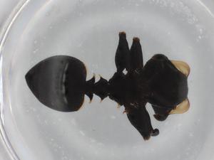  ( - BIOUG87002-E05)  @11 [ ] CreativeCommons - Attribution (2022) Centre for Biodiversity Genomics Centre for Biodiversity Genomics