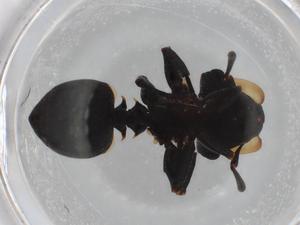  ( - BIOUG87002-E06)  @11 [ ] CreativeCommons - Attribution (2022) Centre for Biodiversity Genomics Centre for Biodiversity Genomics