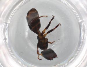  ( - BIOUG87002-F01)  @11 [ ] CreativeCommons - Attribution (2022) Centre for Biodiversity Genomics Centre for Biodiversity Genomics