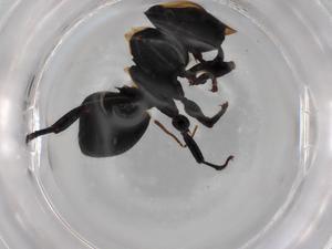  ( - BIOUG87003-B02)  @11 [ ] CreativeCommons - Attribution (2022) Centre for Biodiversity Genomics Centre for Biodiversity Genomics