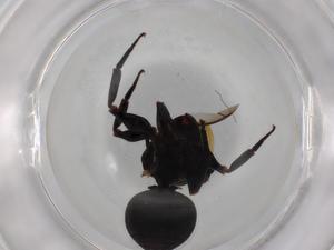  ( - BIOUG87003-B03)  @11 [ ] CreativeCommons - Attribution (2022) Centre for Biodiversity Genomics Centre for Biodiversity Genomics