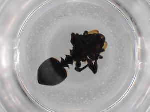  ( - BIOUG87003-B05)  @11 [ ] CreativeCommons - Attribution (2022) Centre for Biodiversity Genomics Centre for Biodiversity Genomics