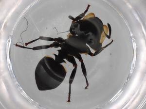  ( - BIOUG87003-F01)  @11 [ ] CreativeCommons - Attribution (2022) Centre for Biodiversity Genomics Centre for Biodiversity Genomics