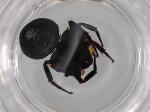  ( - BIOUG87003-F02)  @11 [ ] CreativeCommons - Attribution (2022) Centre for Biodiversity Genomics Centre for Biodiversity Genomics