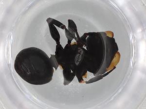  ( - BIOUG87004-F04)  @11 [ ] CreativeCommons - Attribution (2022) Centre for Biodiversity Genomics Centre for Biodiversity Genomics