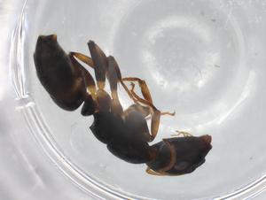  ( - BIOUG87004-F12)  @11 [ ] CreativeCommons - Attribution (2022) Centre for Biodiversity Genomics Centre for Biodiversity Genomics