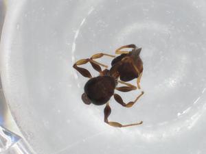  ( - BIOUG87004-G12)  @11 [ ] CreativeCommons - Attribution (2022) Centre for Biodiversity Genomics Centre for Biodiversity Genomics