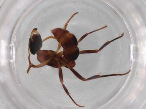  ( - BIOUG87005-F10)  @11 [ ] CreativeCommons - Attribution (2022) Centre for Biodiversity Genomics Centre for Biodiversity Genomics