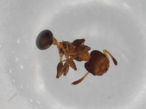  ( - BIOUG87005-F11)  @11 [ ] CreativeCommons - Attribution (2022) Centre for Biodiversity Genomics Centre for Biodiversity Genomics