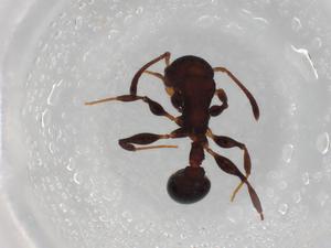  ( - BIOUG87007-E10)  @11 [ ] CreativeCommons - Attribution (2022) Centre for Biodiversity Genomics Centre for Biodiversity Genomics