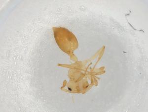  ( - BIOUG87761-G03)  @11 [ ] CreativeCommons - Attribution (2022) Centre for Biodiversity Genomics Centre for Biodiversity Genomics