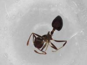  ( - BIOUG87762-G04)  @11 [ ] CreativeCommons - Attribution (2022) Centre for Biodiversity Genomics Centre for Biodiversity Genomics