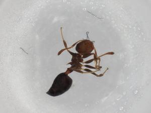  ( - BIOUG87762-G05)  @11 [ ] CreativeCommons - Attribution (2022) Centre for Biodiversity Genomics Centre for Biodiversity Genomics