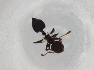  ( - BIOUG87762-G06)  @11 [ ] CreativeCommons - Attribution (2022) Centre for Biodiversity Genomics Centre for Biodiversity Genomics