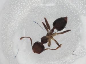  ( - BIOUG87763-C05)  @11 [ ] CreativeCommons - Attribution (2022) Centre for Biodiversity Genomics Centre for Biodiversity Genomics