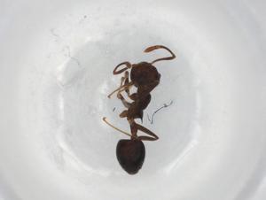  ( - BIOUG87763-C06)  @11 [ ] CreativeCommons - Attribution (2022) Centre for Biodiversity Genomics Centre for Biodiversity Genomics