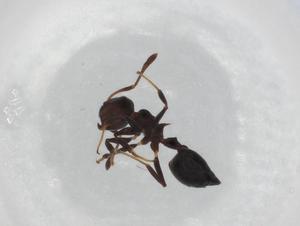  ( - BIOUG87763-C09)  @11 [ ] CreativeCommons - Attribution (2022) Centre for Biodiversity Genomics Centre for Biodiversity Genomics