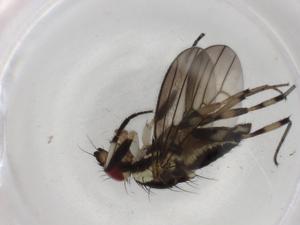  ( - BIOUG88204-A08)  @11 [ ] CreativeCommons - Attribution (2022) Centre for Biodiversity Genomics Centre for Biodiversity Genomics