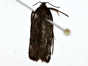  ( - BIOUG89947-H07)  @13 [ ] CreativeCommons - Attribution (2022) CBG Photography Group Centre for Biodiversity Genomics