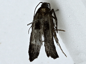  ( - BIOUG89948-G11)  @11 [ ] CreativeCommons - Attribution (2022) CBG Photography Group Centre for Biodiversity Genomics