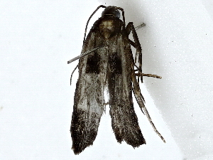  ( - BIOUG89948-G11)  @11 [ ] CreativeCommons - Attribution (2022) CBG Photography Group Centre for Biodiversity Genomics