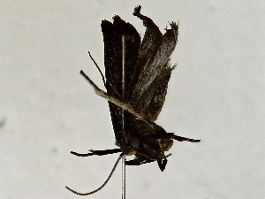  ( - BIOUG89948-H01)  @11 [ ] CreativeCommons - Attribution (2022) CBG Photography Group Centre for Biodiversity Genomics