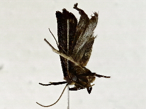  ( - BIOUG89948-H01)  @11 [ ] CreativeCommons - Attribution (2022) CBG Photography Group Centre for Biodiversity Genomics