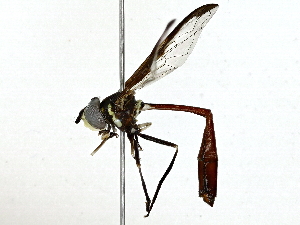  ( - BIOUG89949-E02)  @11 [ ] CreativeCommons - Attribution (2022) CBG Photography Group Centre for Biodiversity Genomics