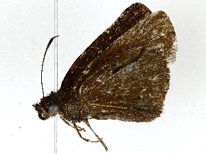  (hespMalaise01 - BIOUG89950-H08)  @11 [ ] CreativeCommons - Attribution (2022) CBG Photography Group Centre for Biodiversity Genomics