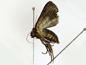  ( - BIOUG89951-A01)  @11 [ ] CreativeCommons - Attribution (2022) CBG Photography Group Centre for Biodiversity Genomics