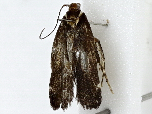  ( - BIOUG89951-C12)  @11 [ ] CreativeCommons - Attribution (2022) CBG Photography Group Centre for Biodiversity Genomics