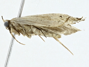  (gelMalaise01 Malaise9809 - BIOUG89953-E05)  @13 [ ] CreativeCommons - Attribution (2022) CBG Photography Group Centre for Biodiversity Genomics