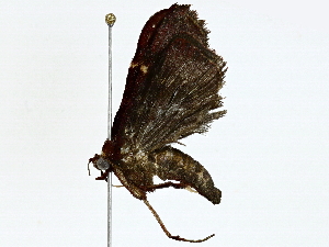  (chryMalaise01 Malaiase6276 - BIOUG89954-A04)  @11 [ ] CreativeCommons - Attribution (2022) CBG Photography Group Centre for Biodiversity Genomics