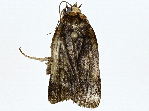  ( - BIOUG89954-B06)  @11 [ ] CreativeCommons - Attribution (2022) CBG Photography Group Centre for Biodiversity Genomics