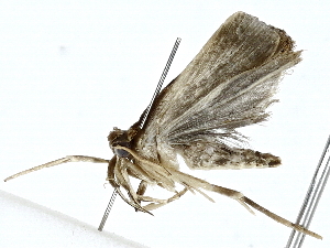  (elachJanzen01 Janzen5593 - BIOUG89954-F09)  @11 [ ] CreativeCommons - Attribution (2022) CBG Photography Group Centre for Biodiversity Genomics