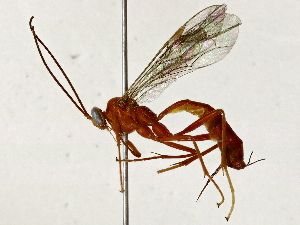  ( - BIOUG91361-H01)  @11 [ ] CreativeCommons - Attribution (2022) CBG Photography Group Centre for Biodiversity Genomics