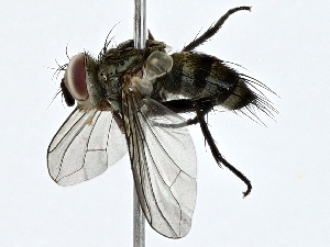  (Micronychiops Janzen0862 - BIOUG91364-A06)  @11 [ ] CreativeCommons - Attribution (2022) CBG Photography Group Centre for Biodiversity Genomics
